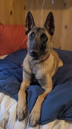 5.3K reactions · 157 shares | Meet Valentina! She's a wild little lady with more sass than any one being ought to be allotted. We call her our "go-dog" because no matter what you're up to, she wants to be in on it. . . #belgianmalinois #malinoislovers #dogsofinstagram #doglover #dogvideos #malinoisofinstagram # | Nebraska K9 Training Academy | Facebook