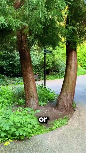 The Secret Behind Desire Paths