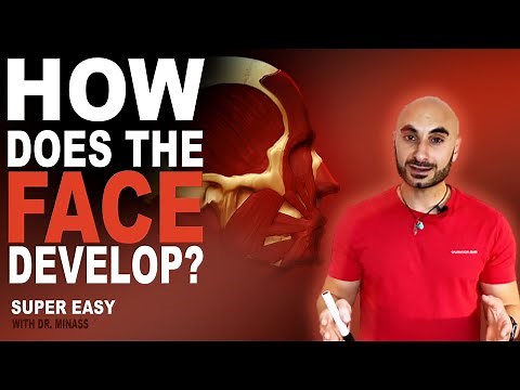 Embryology of the Face (Easy to Understand)