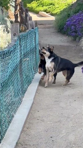 Goofy Squirrel Pranks Pups By Running on Fence!