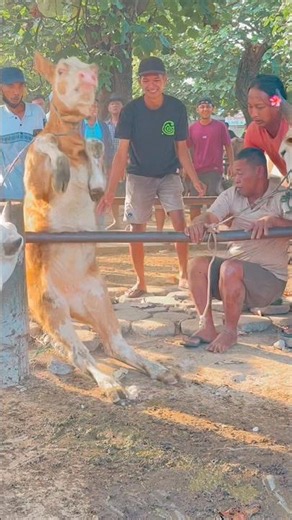 Rampaging cows endanger people at the market