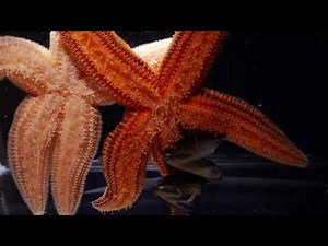 Sea Star Eating A Mussel at Virginia Aquarium
