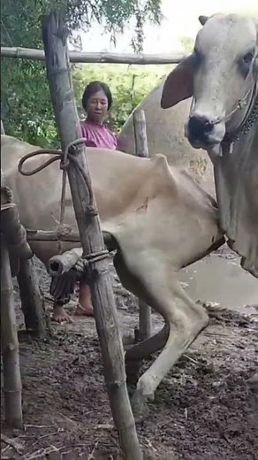 Bulls, breeding cows because of this one thing