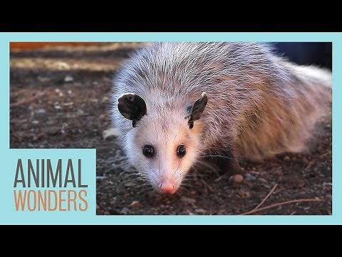 Meet and Greet: Ophelia the Opossum!