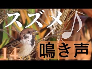 【野鳥の鳴き声】スズメの鳴き声集 14カット！スズメの短い鳴き声を動画で確認できます