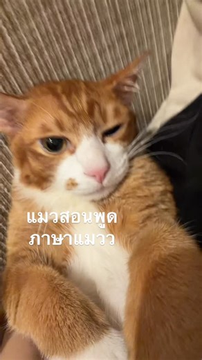 @mika.maki.miuki on Instagram: "เมี้ยว #fyp #แมว #ทาสแมว #แมวส้ม"