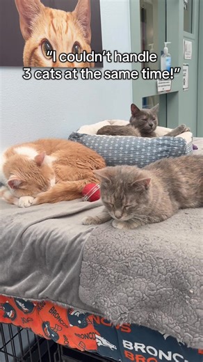 7K views · 268 reactions | Samson, Lil Luna, and Stormi came to CCS...