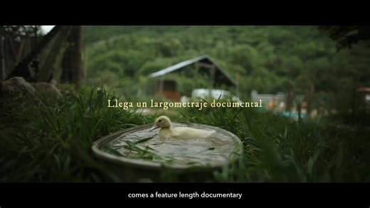 ¡Os presentamos el primer tráiler del documental Gaia ! Un proyecto que el equipo de @lockwoodfilm lleva rodando desde hace dos años en el Santuario. Ganador de un premio BAFTA por el precioso cortometraje documental 73 Vacas, que vuelve a poner la cámara al servicio de los animales y de las historias que importan. Estamos muy emocionados de poder compartir este primer adelanto y esperamos de corazón que os llegue tanto como a nosotros🙏🏼 Para poder finalizar el documental, se ha lanzado una ca