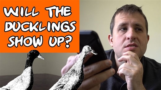 Troubleshooting Duck Problems with Meyer Hatchery