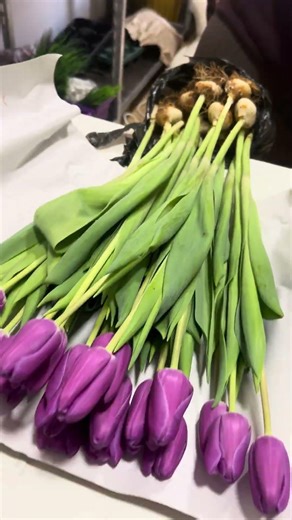 #birds #animals #тюльпаны