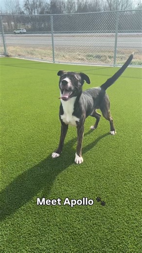 Meet Apollo. 🐾 Proof that some dogs just need the right environment to shine. Here he is showing off his skills on an agility course and running through several commands he already knows. Apollo is incredibly smart, highly trainable, and a completely different dog outside the kennel — focused, happy, and eager to work. ✨ Apollo in a nutshell: • Super intelligent knows several commands • Can open doors (yes, really 😅) • Loves, loves his ball 🎾 • Enjoys toys and can settle when it’s time to chi