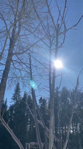 Doing some winter pruning of the apple trees before it’s too late.#victorygarden #appletrees#grow