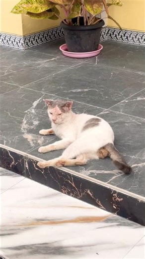 Kucing kecil sendiri teras nunggu mami pergi #cat #kidsvideo #cute #imut #funny #kitten #lucu #kids