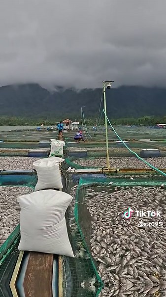 Petani Muda: Mengolah Tubobalerang dan Karamba