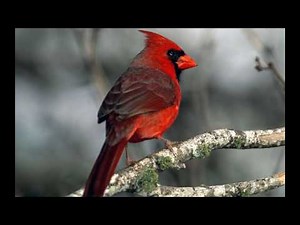 Ibrahim Jibreen - Surat Al-Fath - Recitation 1 - سورة الفتح - التلاوة الأولى