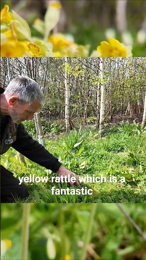 Secret to Thriving Wildflower Meadows 🌼 Yellow Rattle