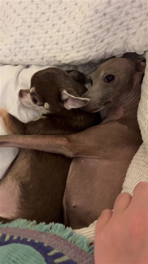 Italian Greyhound and Chihuahua: Best Dog Friends