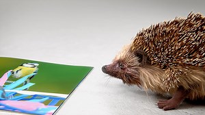 111K views · 412 reactions | Burrow into your FREE RSPB guide this spring and welcome wildlife to your garden. | RSPB | Facebook