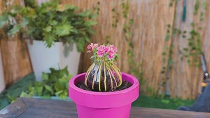 96K views · 339 reactions | Extraordinary Gardening Tips to Elevate Your Plant Care Routine | Green Bean | Facebook