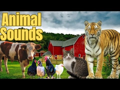 Amazing Animal Sound Effects | Nature & Wildlife Audio