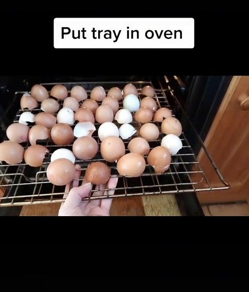 Homemade Slug Repellant Recipe for Gardeners