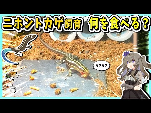 What do Japanese skinks eat when you start raising them? We filmed them eating food that we left ...