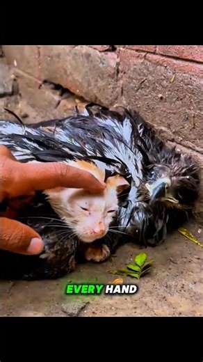 Falcon Protects Cat After Storm ⛈️