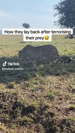 Cheetahs are part of the cat family, Felidae and they share some behaviours with domestic cats. They also meow like regular cats😁 #cheetah #wilderness #wildlife #wildernessphotography