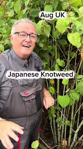 Understanding Japanese Knotweed for Gardeners