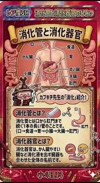 【中学受験】【レアカード】消化管と消化器官