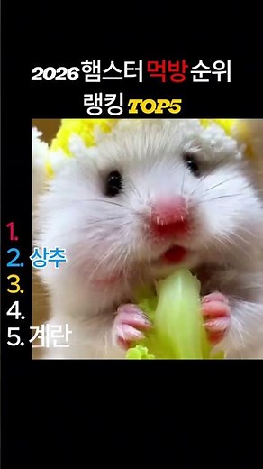 햄스터가 가장 좋아하는 음식 TOP5 🐹 햄스터 먹방 순위