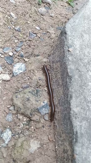 see this one very scared to fall😱😱😱#snake #shots #animals #horror #nature #insects