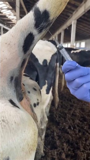 ➡️ Do you know why vet collect blood from Vein ? #vets #veterinary #vetsurgery #vetlife