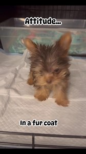 This puppy is small, but the confidence is oversized and non-negotiable. Every step is a strut, every head tilt a calculated judgment. The eyes sparkle with mischief, like the puppy knows exactly how cute it is and fully intends to use that power with out apology. #gifts #stockingstuffers #christmas Give us a share to make others smile too 🤗 | Main Line Yorkies LLC