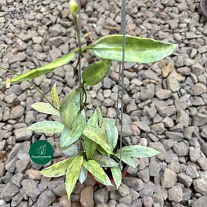 Hoya Lacunosa Winter Pandora | Rare Exotic Hoya Plant | Fragrant Houseplant - Etsy