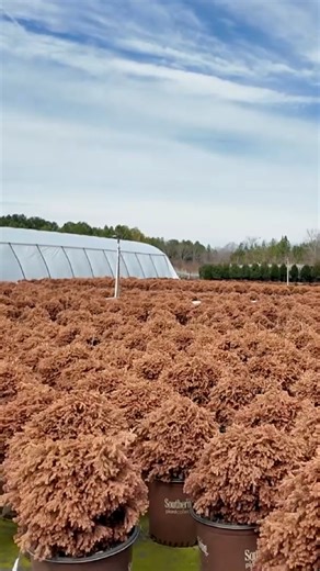 Winter is when this one really shows off 🔥 @horttube is spotlighting the Fire Chief™ Arborvitae and its bold winter transformation, with rich rust-red tones that glow in cold weather, then flip fast to vibrant golden-orange new growth as soil temps warm up. Soft-textured, never prickly, and naturally mounding, Fire Chief™ brings four-season color without the fuss. Some winters bring deeper color than others, but either way, this plant never looks tired — it performs! 📈 If you think arborvitae 
