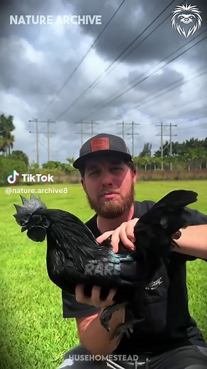 This is the rarest chicken...