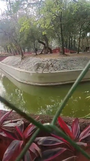 White tiger walking #White tiger