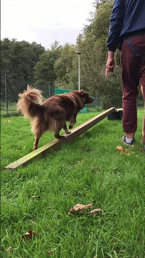 Parcours Dog #shorts #hundetraining