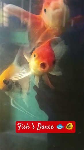 "Look,the fish is Dancing 🐠🐟#fishdance #funny 😂 #Fresh vision #ytshorts