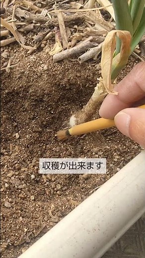 4/11【ニンニク】手入れ こうして手入れをすれば成長が早く大きく育って収穫が出来ます