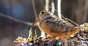 Do Yourself a Favor This Spring: Go See the American Woodcock’s ‘Sky Dance’