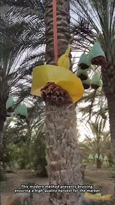 How Are Fresh Dates Carefully Harvested from Palms?