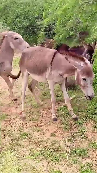 Understanding Donkey Mating Behaviors and Breeding