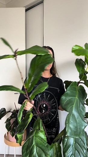 How to Propagate a Fiddle Leaf Fig: Plant Propagation Tips