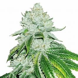 Buy Gelato Seeds | Germination Guarantee | ILGM