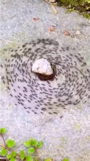 The Glitch in Nature That Kills Entire Ant Colonies