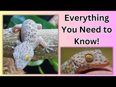 Tokay Gecko Care Guide!