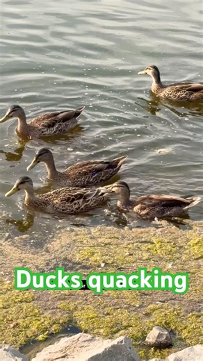 Ducks quacking
