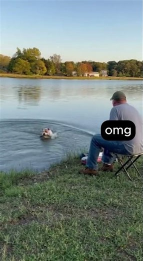 Man Fishes, Dog Catches #dogshorts #funny